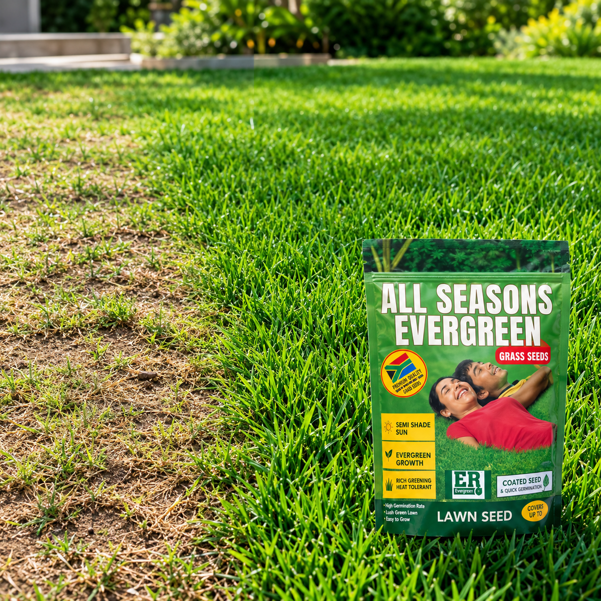 All Season Lawn grass Seeds (Pack of 2)